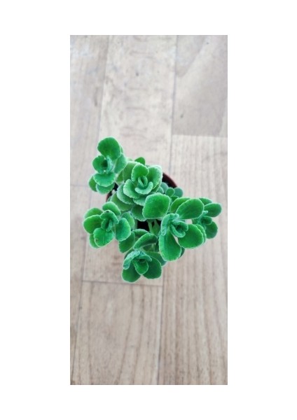 Küba Kekiği Plectranthus Amboinicus 5.5 cm Saksıda