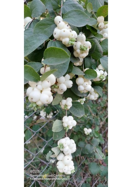 Beyaz Inci Çalısı Caprifoliaceae