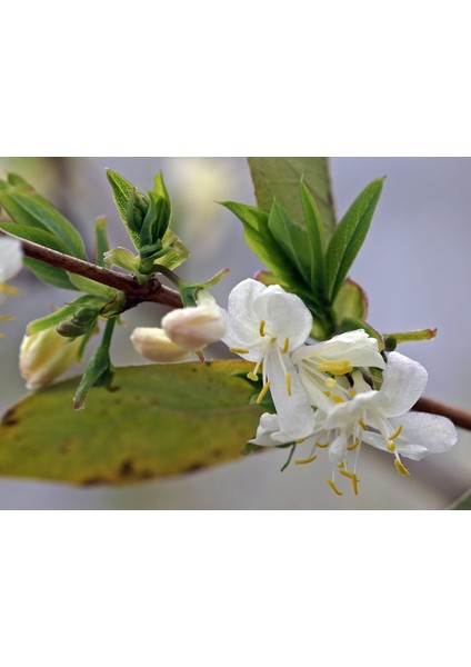 Kış Hanımeli Fidan Lonicera Fragrantissima ( Limon Kokulu )