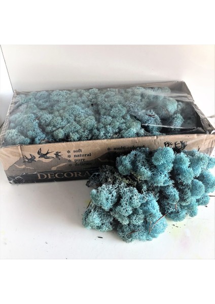 Trend Bahçe Reindeer Moss Aquamarine(Turkuaz) Şoklanmış Norveç Yosunu