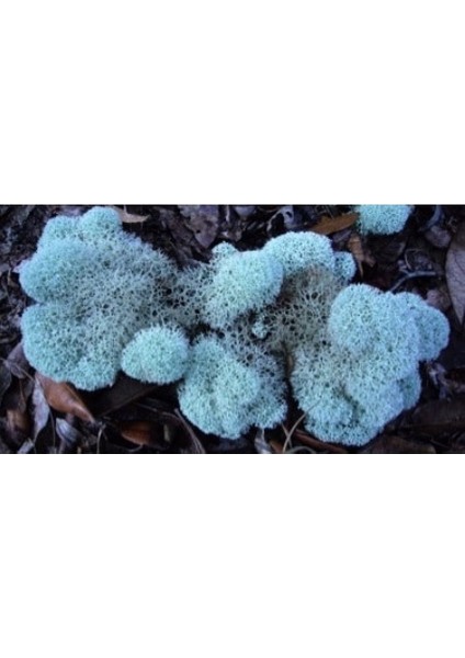 Trend Bahçe Reindeer Moss Aquamarine(Turkuaz) Şoklanmış Norveç Yosunu