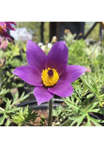 Violet Pulsatilla Vulgaris Dağ Lalesi Çiçeği Tohumu (5 Tohum)