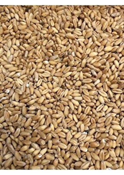 Gıda Yemlik Buğday 25 kg