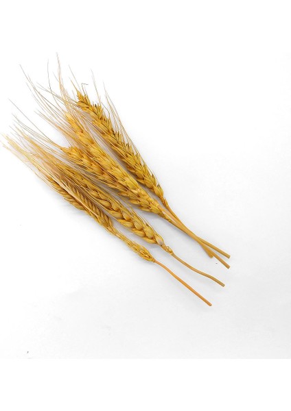 Kurutulmuş Çiçek Kuru Başak Otu