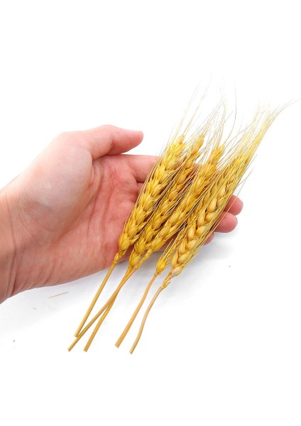 Kurutulmuş Çiçek Kuru Başak Otu modelleri