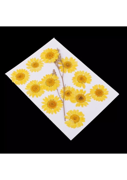 Kurutulmuş Papatya Yumurta Sarı 10'lu