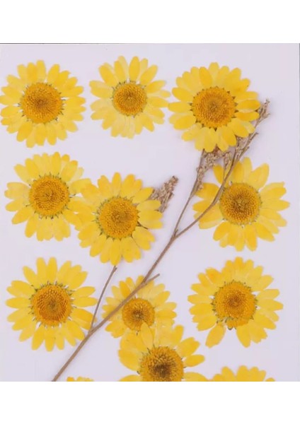 Kurutulmuş Papatya Yumurta Sarı 10'lu