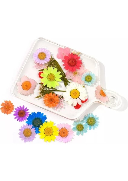 Kurutulmuş Papatya Yumurta Sarı 10'lu