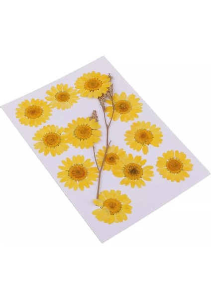 Kurutulmuş Papatya Yumurta Sarı 10'lu