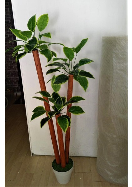 Yapay Yuka Ağacı Geniş Tombul Yapraklı 3 Gövdeli 1.75 mt Boy Yucca Ağaç Çiçek