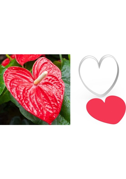 Antoryum Çiçek Yapım Kesici