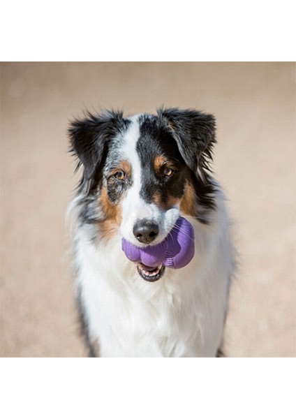 Senior M Yaşlı Köpek Oyuncağı