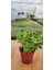 Küba Kekiği Plectranthus Amboinicus 5.5 cm Saksıda 1