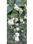 Beyaz Inci Çalısı Caprifoliaceae 1