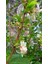 Kış Hanımeli Fidan Lonicera Fragrantissima ( Limon Kokulu ) 2