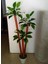 Yapay Yuka Ağacı Geniş Tombul Yapraklı 3 Gövdeli 1.75 mt Boy Yucca Ağaç Çiçek 2