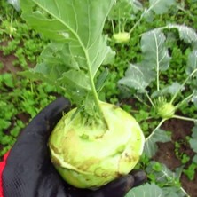 Bilgarden Yeşil Alabaş Kohlrabi Tohumu (20 Tohum)