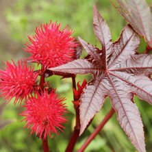 Bilgarden Gibsonii Kene (Castor Bean) Çiçeği Tohumu (5 Tohum)