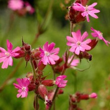 Bilgarden Keskin Pembe Silene Çiçeği (Nakil Çiçeği) Tohumu (1000 Tohum)