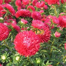 Bilgarden Pompon Paeony Duchesse Crimson Aster Çiçeği Tohumu (50 Tohum)