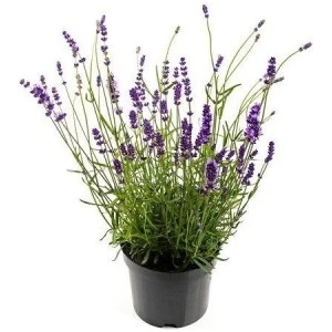 Fidan Burada Lavanta Çiçeği (Lavendula Officinalis)