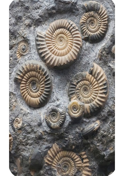 Dijital Baskılı 2'li Banyo Paspas Takımı RVG5245 fiyatları