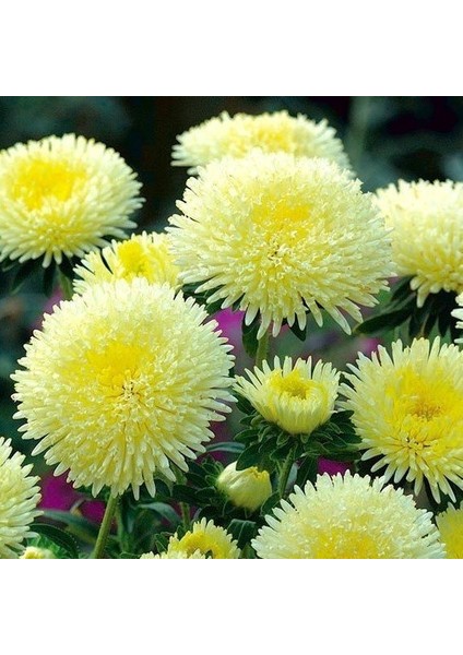 Sarı Gremlin Aster Çiçeği Tohumu(20 Tohum) fiyatları