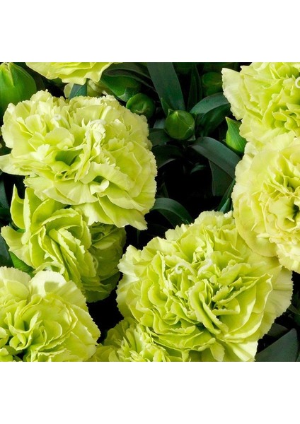 Chabaud Sarı Karanfil Çiçeği Tohumu (70 Adet)