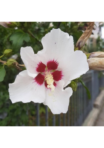 Beyaz Renkli Hibiscus Çiçeği Tohumu(20 Adet)