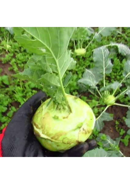 Yeşil Alabaş Kohlrabi Tohumu (20 Tohum)