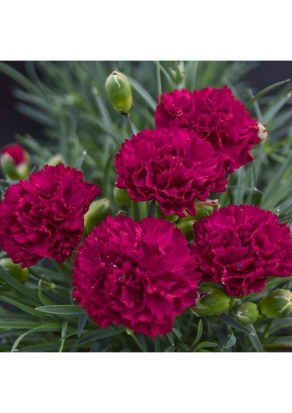 Chabaud Crimson Karanfil Çiçeği Tohumu (70 Adet)