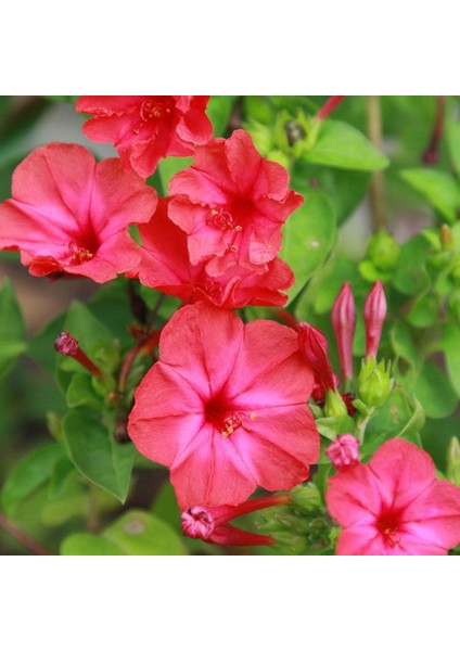 Rose Love Akşam Sefası Çiçeği Tohumu(20 Tohum)