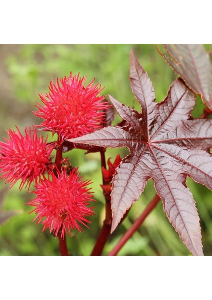 Gibsonii Kene (Castor Bean) Çiçeği Tohumu (5 Tohum)