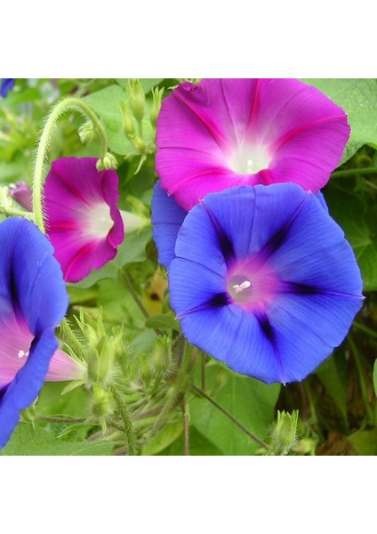 Dev Çiçekli Ipomea Blue Picotee Japon Gündüz Sefası Çiçeği (5 Tohum) fiyatları