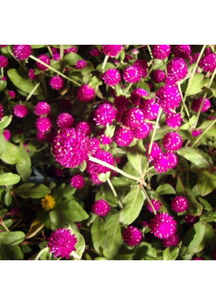 Gomphrena Globosa Pembe Renkli Medine Çiçeği Tohumu (50 Tohum)