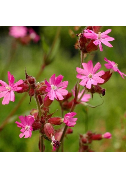 Keskin Pembe Silene Çiçeği (Nakil Çiçeği) Tohumu (1000 Tohum)