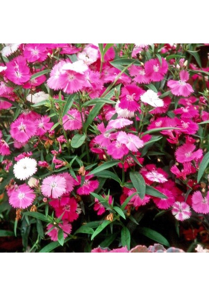 Dianthus Bahar Pembesi Çiçeği Tohumu (50 Adet)