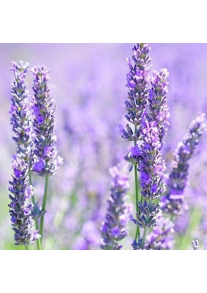 Lavandula Angustifolia Lavanta Çiçeği Tohumu(10 GRAM)(100 Adet)