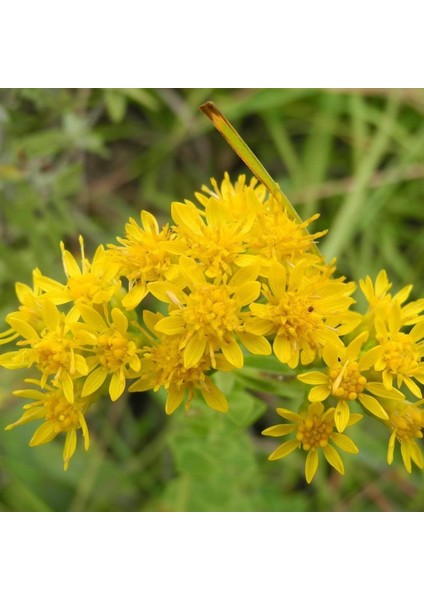 Stiff Goldenrod Çiçeği Tohumu (100 Tohum)
