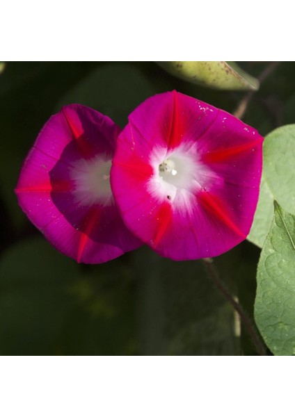 Crimson Rambler Gündüz Sefası Çiçeği Tohumu (10 Tohum)