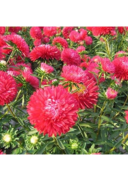 Pompon Paeony Duchesse Crimson Aster Çiçeği Tohumu (50 Tohum)