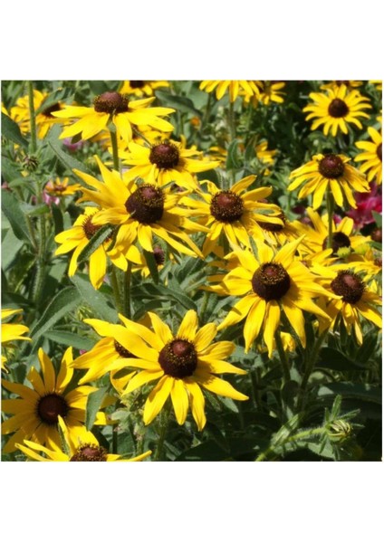 Golden Elegance Rudbekya Çiçeği Tohumu (50 Tohum) fiyatları