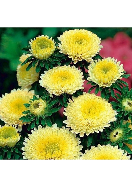 Sarı Pompon Aster Çiçeği Tohumu(50 Tohum)Ohum)