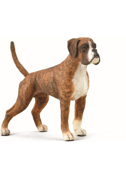 Boxer