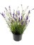 Lavanta Çiçeği (Lavendula Officinalis) 1