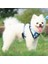 Köpek Tasması, Göğüs Kayışı Köpek Zinciri Evcil Hayvan Malzemeleri (Yurt Dışından) 5