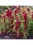 Sarkan Kırmızı Amaranthus (Horoz Ibiği) Çiçeği Tohumu (150 Tohum) 1