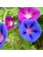 Dev Çiçekli Ipomea Blue Picotee Japon Gündüz Sefası Çiçeği (5 Tohum) 2