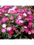 Dianthus Bahar Pembesi Çiçeği Tohumu (50 Adet) 1