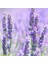Lavandula Angustifolia Lavanta Çiçeği Tohumu(10 GRAM)(100 Adet) 1